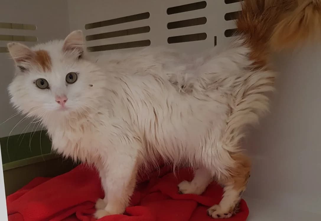 SIMBA, male young Mixed Breed for adoption at SPA Briançon, Briancon
