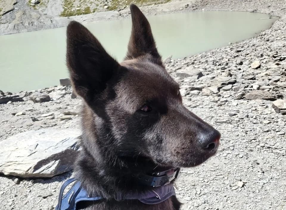 DARKOS, male 7yo Mixed Breed for adoption at SPA Briançon, Briancon