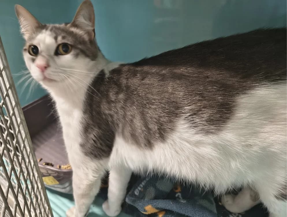 Mistigri, male young Mixed Breed for adoption at SPA Briançon, Briancon