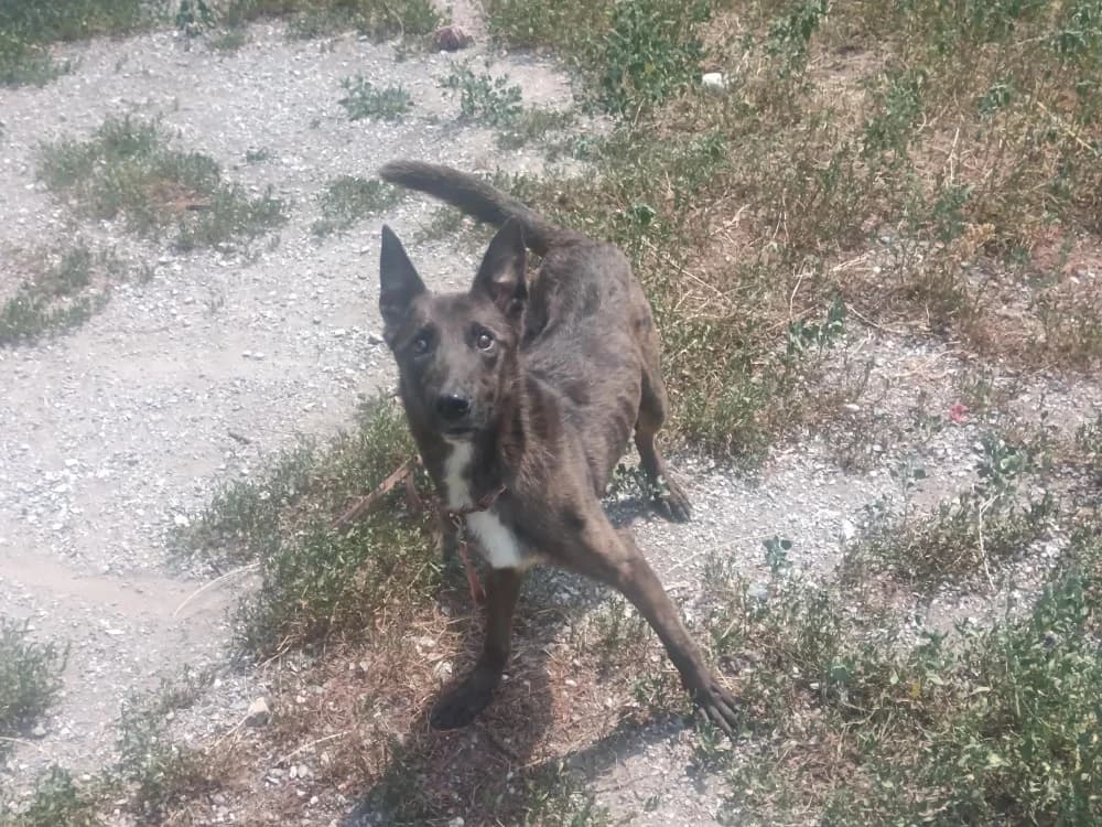 OSLO, male mixed breed for adoption at SPA Briançon, Briancon