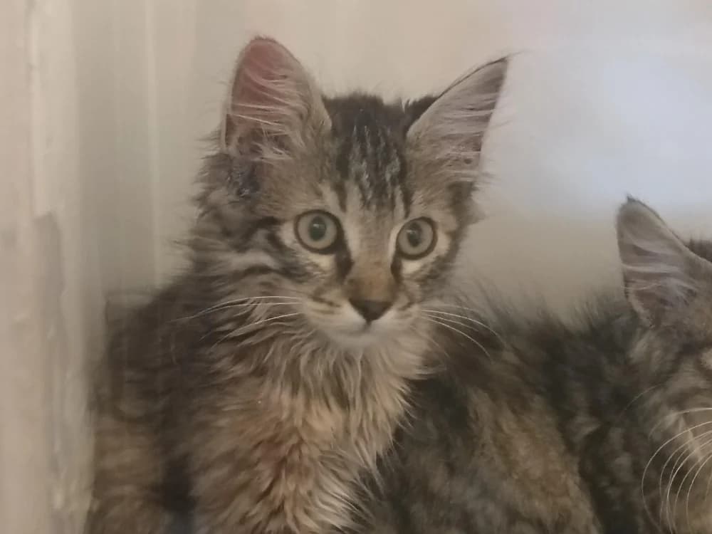 Naku, female Mixed Breed for adoption at SPA Briançon, Briancon