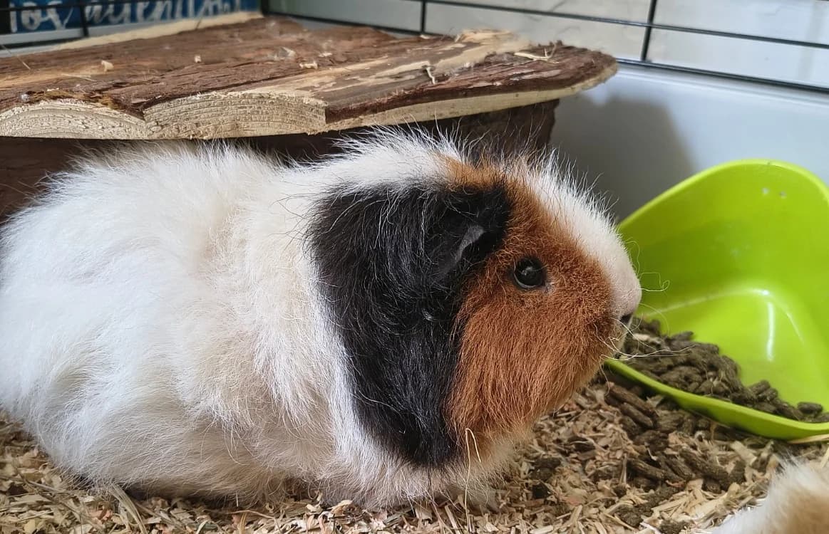 Theodore, male 4yo Mixed Breed for adoption at SPA Briançon, Briancon