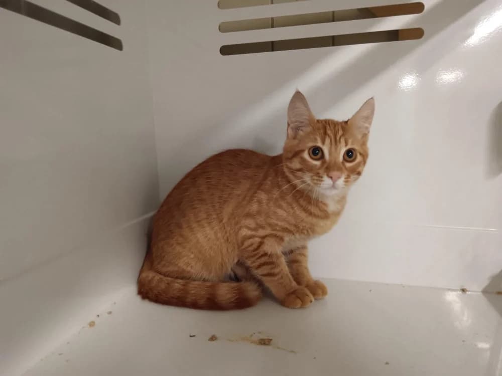 Curry, male Mixed Breed for adoption at SPA Briançon, Briancon