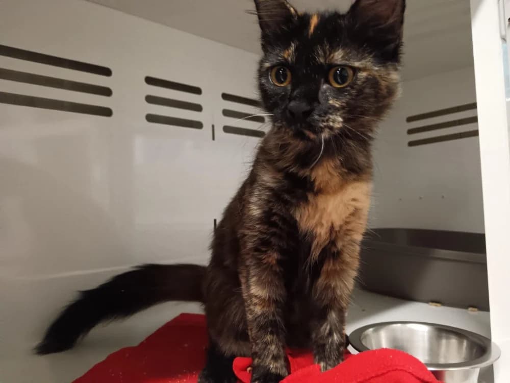 EBI, female Mixed Breed for adoption at SPA Briançon, Briancon