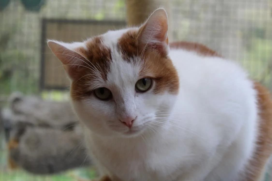 Riggili, female 6yo Mixed Breed for adoption at SPA Briançon, Briancon