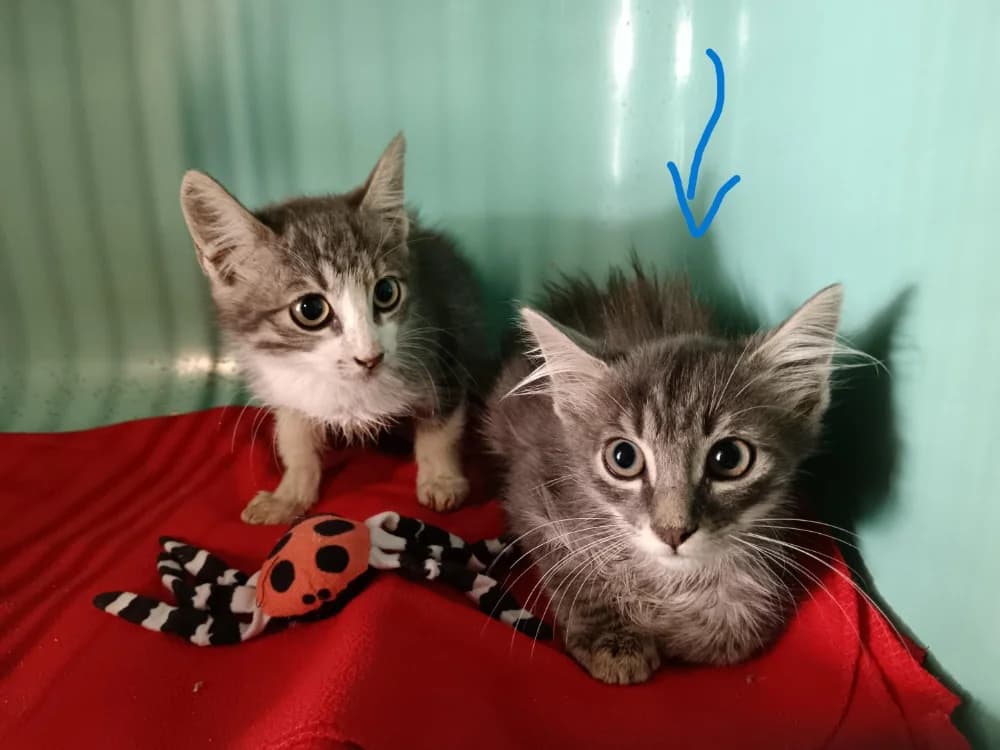 FRAMBOISE, female Mixed Breed for adoption at SPA Briançon, Briancon