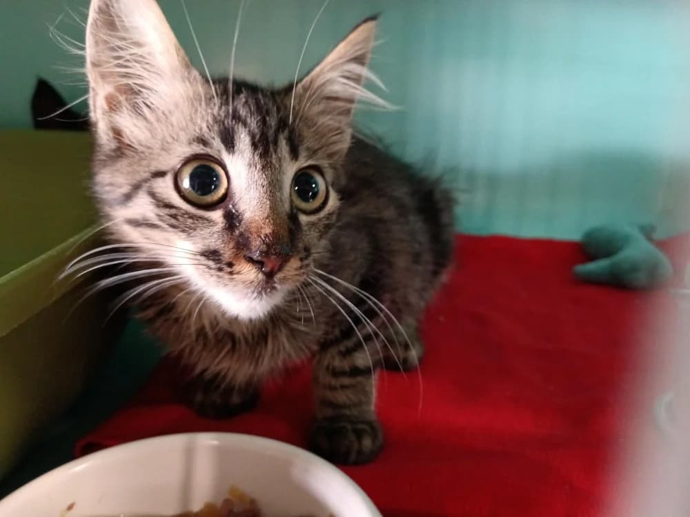 POMME, female Mixed Breed for adoption at SPA Briançon, Briancon