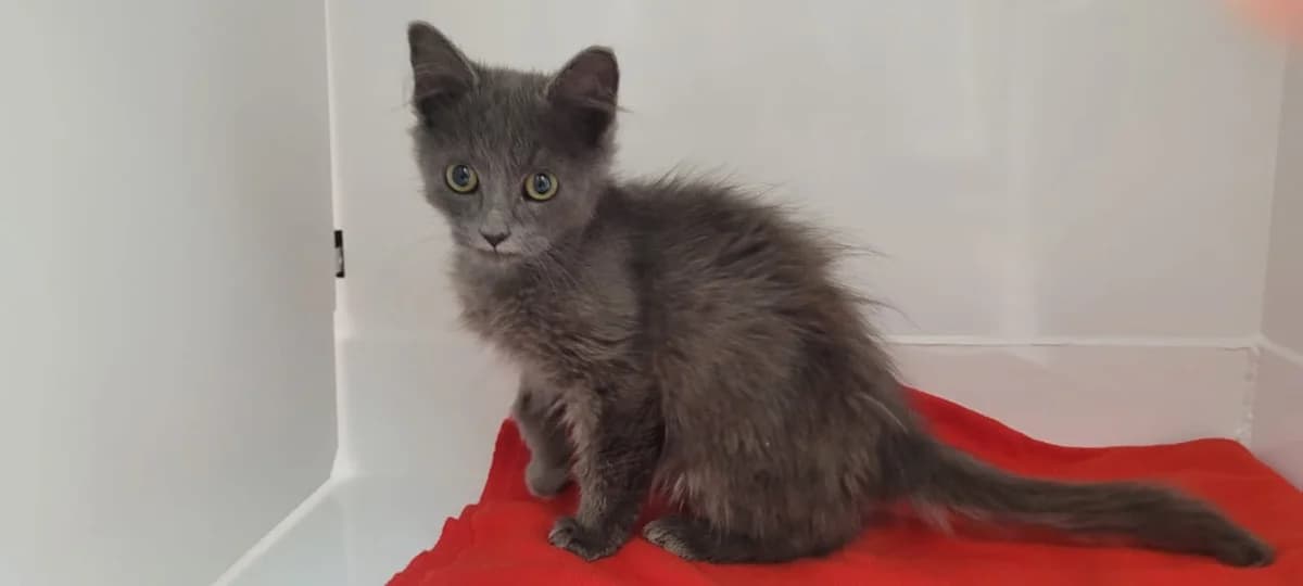 Gunter, male Mixed Breed for adoption at SPA Briançon, Briancon