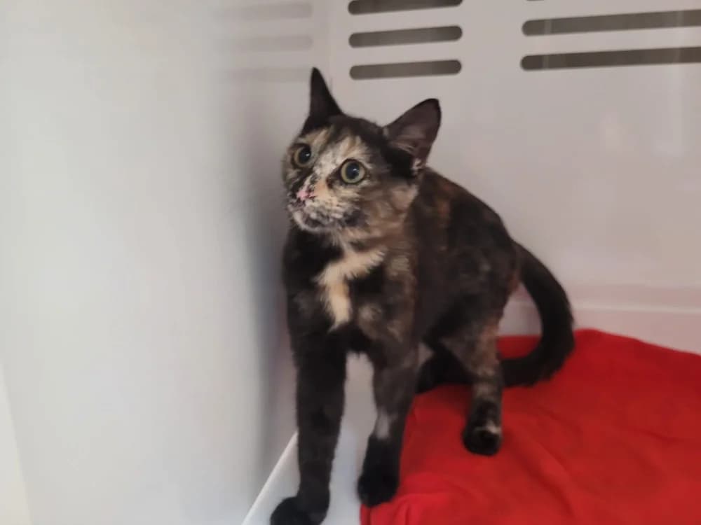 Petra, female Mixed Breed for adoption at SPA Briançon, Briancon