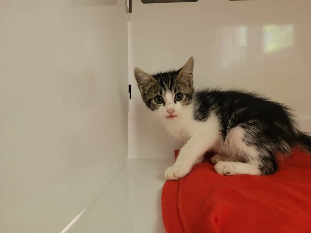 Riccardo, male Mixed Breed for adoption at SPA Briançon, Briancon