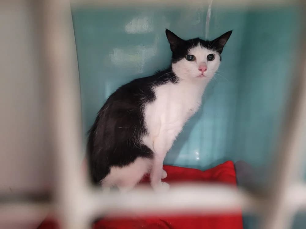 Jo, male Mixed Breed for adoption at SPA Briançon, Briancon