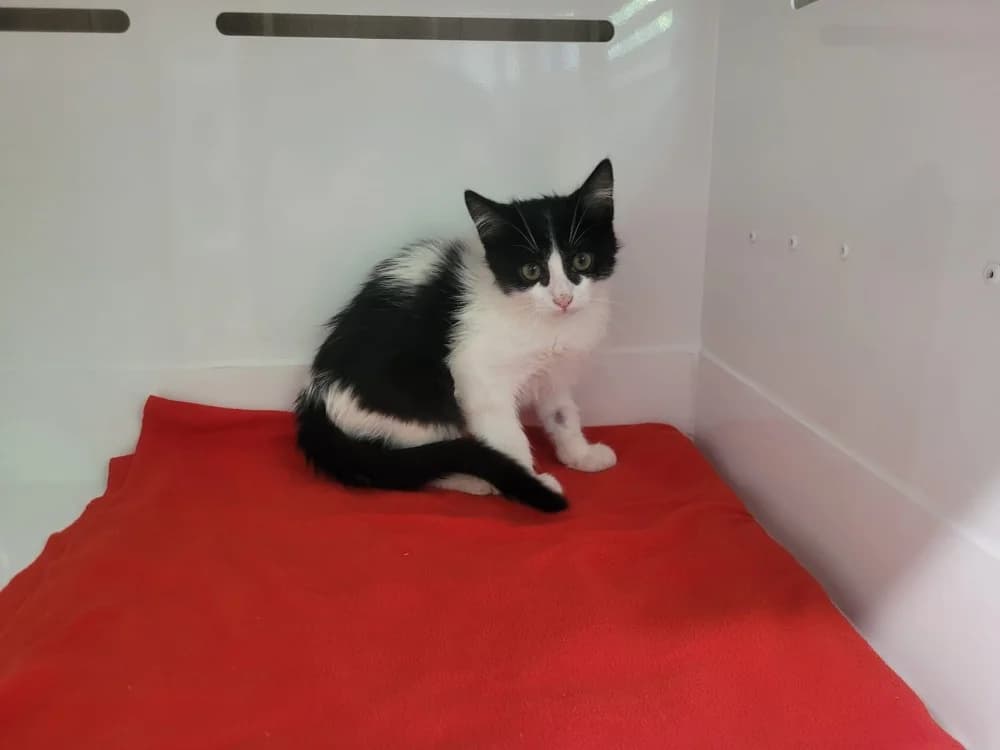 Juan, male Mixed Breed for adoption at SPA Briançon, Briancon