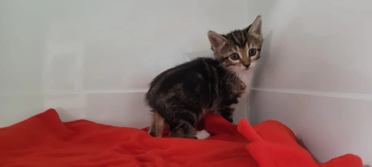 Chiara, female Mixed Breed for adoption at SPA Briançon, Briancon