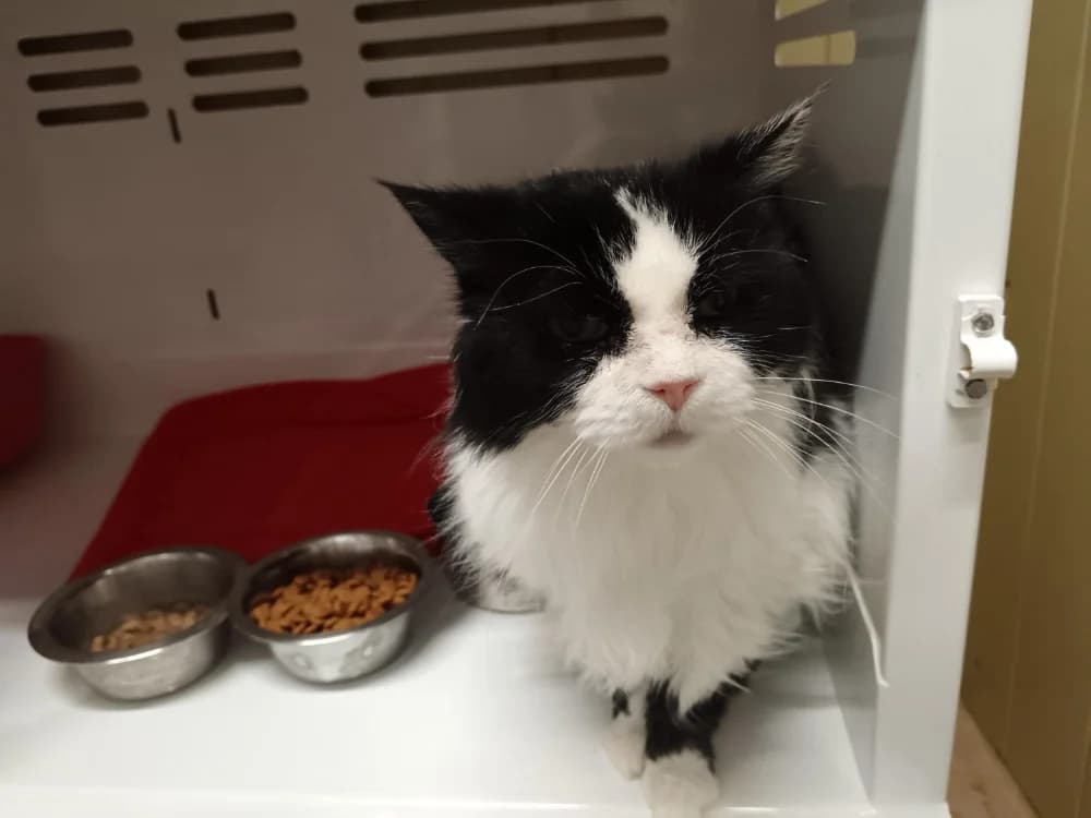 JOHANNA, female senior Mixed Breed for adoption at SPA Briançon, Briancon