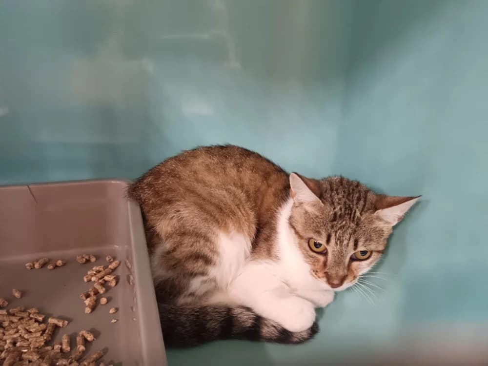 Plume, female 6yo Mixed Breed for adoption at SPA Briançon, Briancon