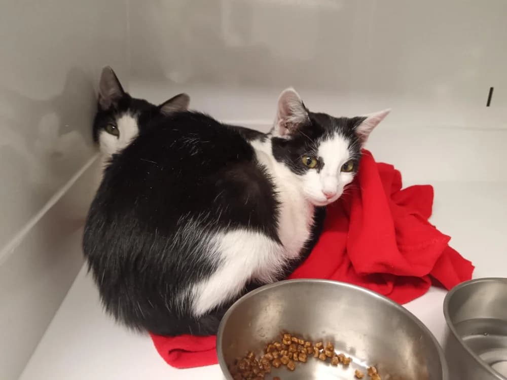 Flam', female Mixed Breed for adoption at SPA Briançon, Briancon