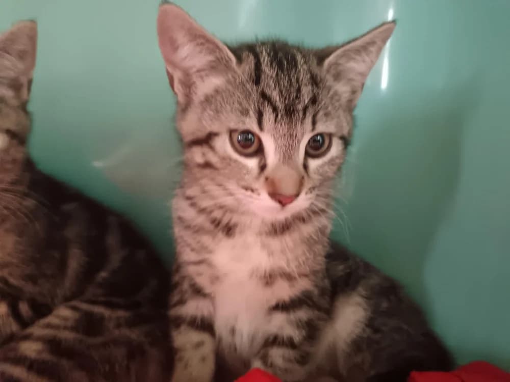 Frelon, male Mixed Breed for adoption at SPA Briançon, Briancon