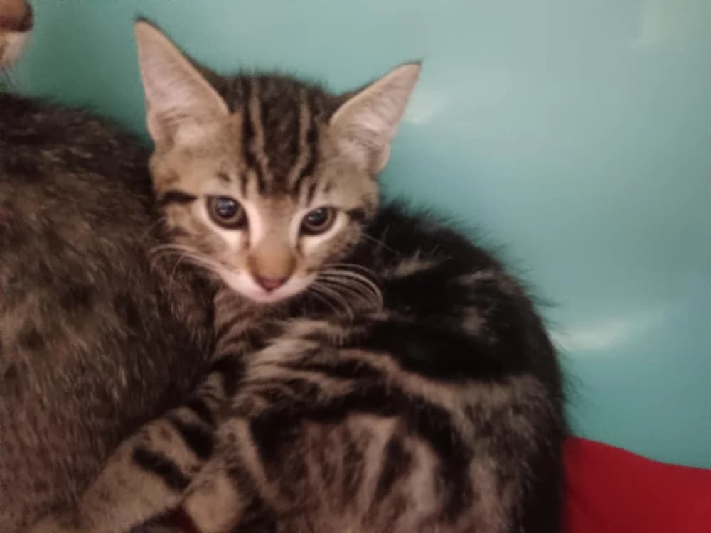 Bourdon, male Mixed Breed for adoption at SPA Briançon, Briancon