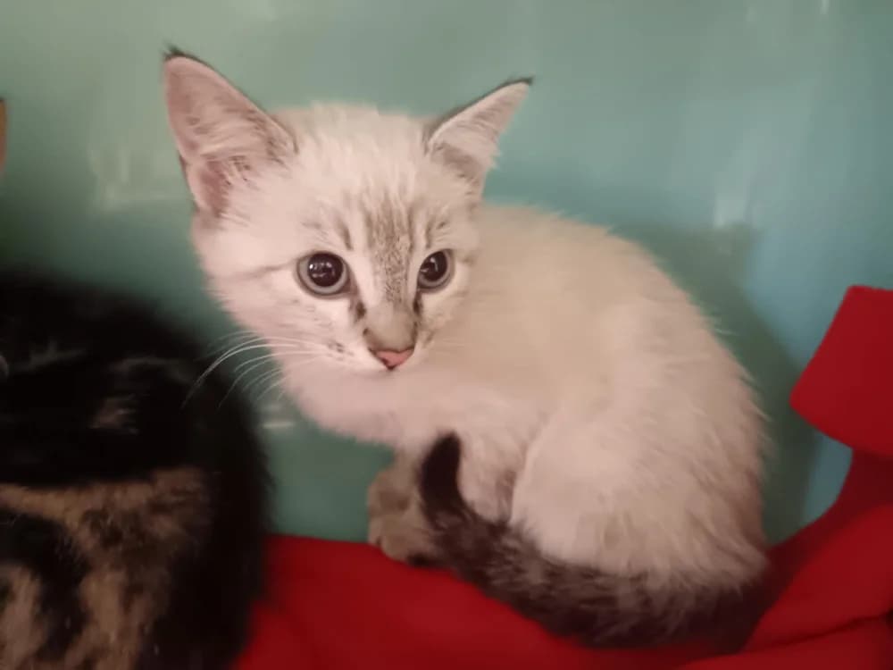 Mouche, female Mixed Breed for adoption at SPA Briançon, Briancon