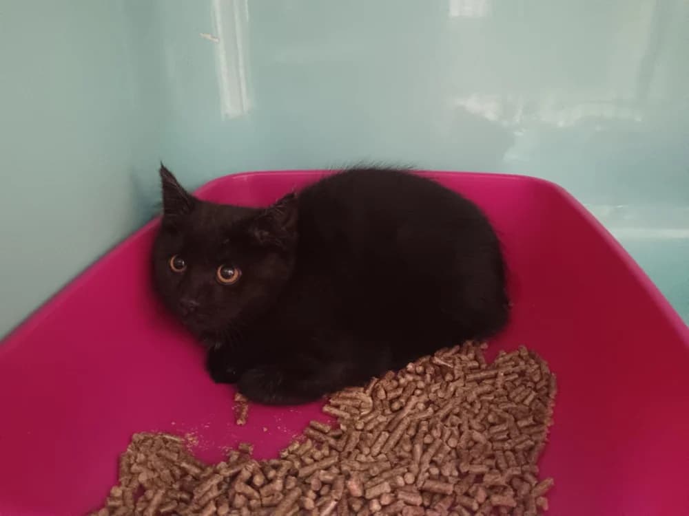 Tic, female mixed breed for adoption at SPA Briançon, Briancon