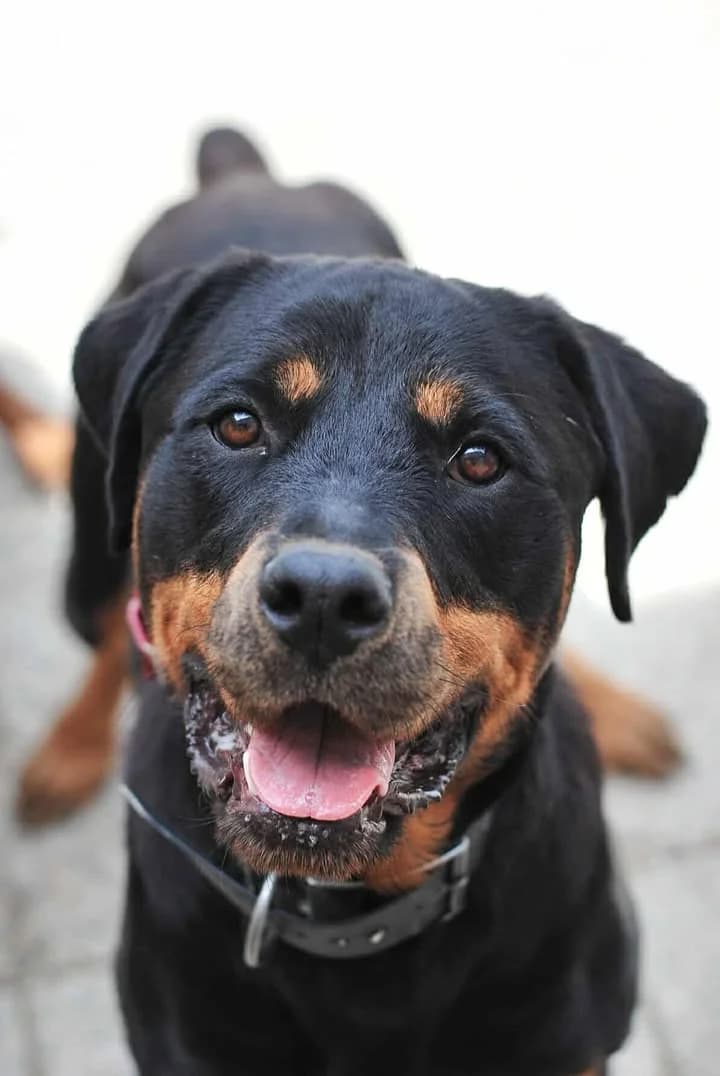 Wally, male Mixed Breed for adoption at Spa Brioude