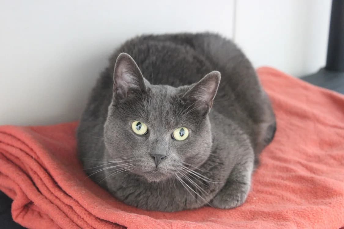 Rainbow, female mixed breed for adoption at SPA Cabourg, Cabourg