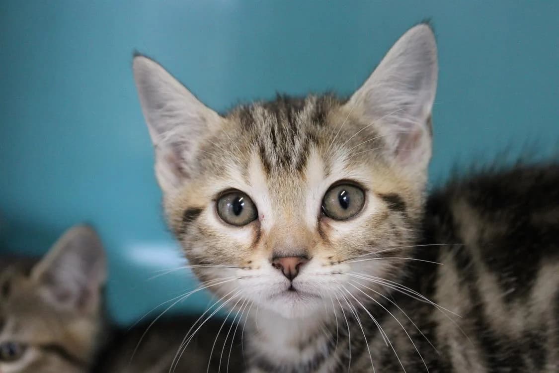 Bulle, female mixed breed for adoption at SPA Cabourg, Cabourg