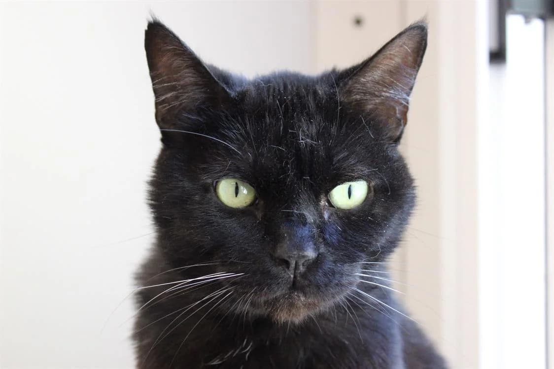 Bébé, male senior Mixed Breed for adoption at SPA Cabourg, Cabourg