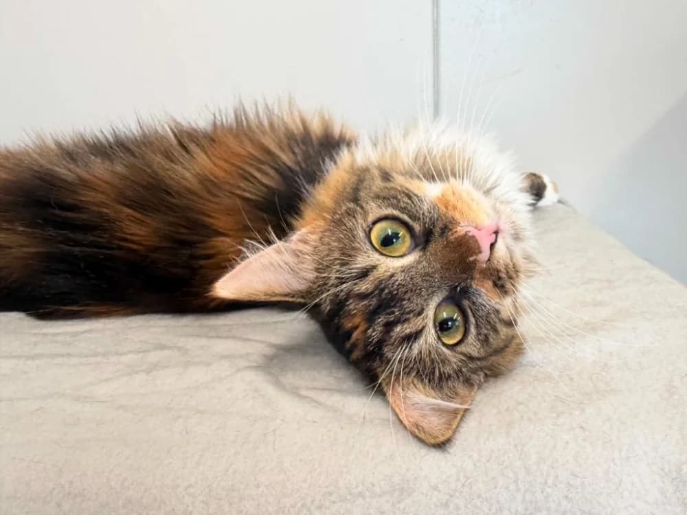 Luciole, female Mixed Breed for adoption at SPA Cabourg, Cabourg