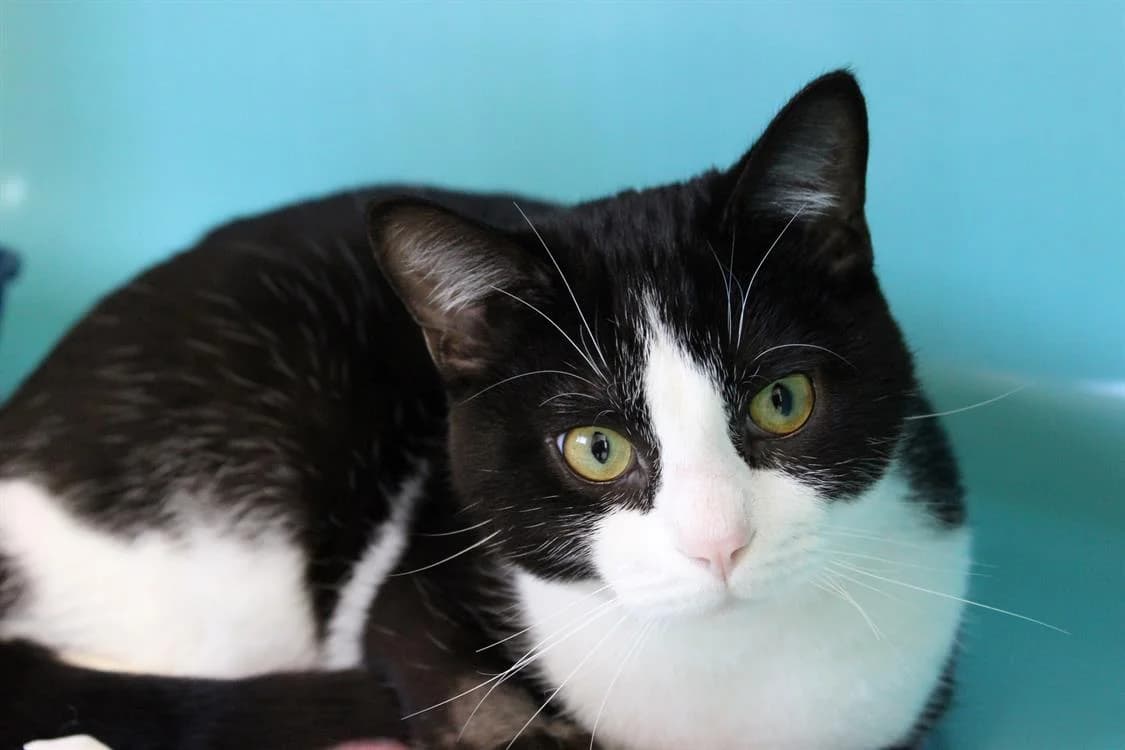 Timon, male young Mixed Breed for adoption at SPA Cabourg, Cabourg