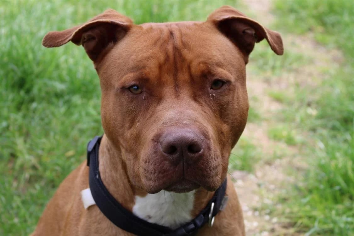 Limbo, male young Mixed Breed for adoption at SPA Cabourg, Cabourg