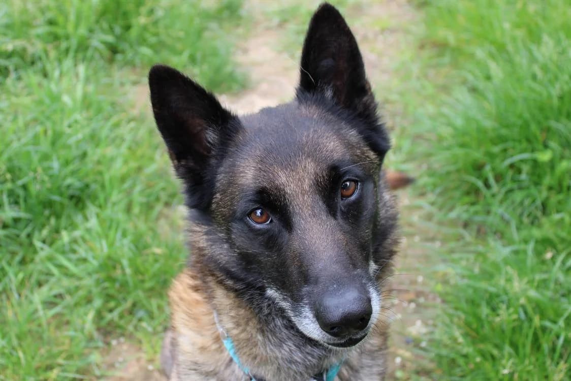 Max, male 6yo Belgian Malinois for adoption at SPA Cabourg, Cabourg