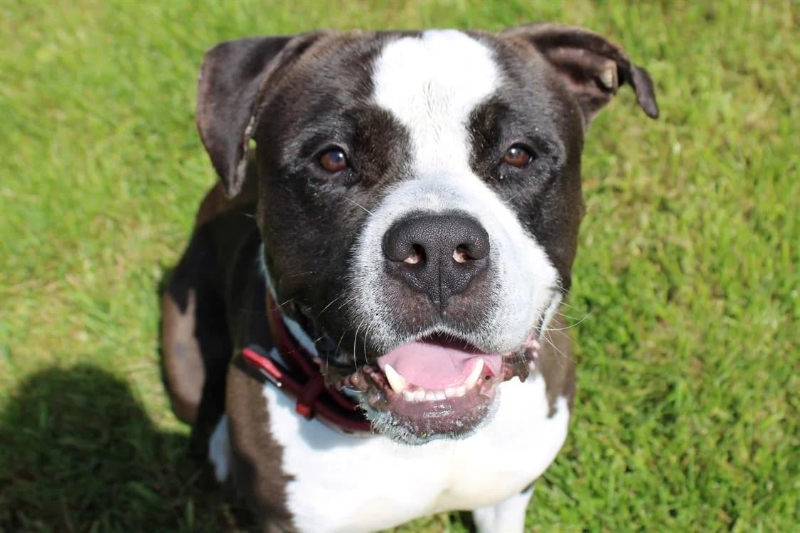 Marty, male Mixed Breed for adoption at SPA Cabourg, Cabourg