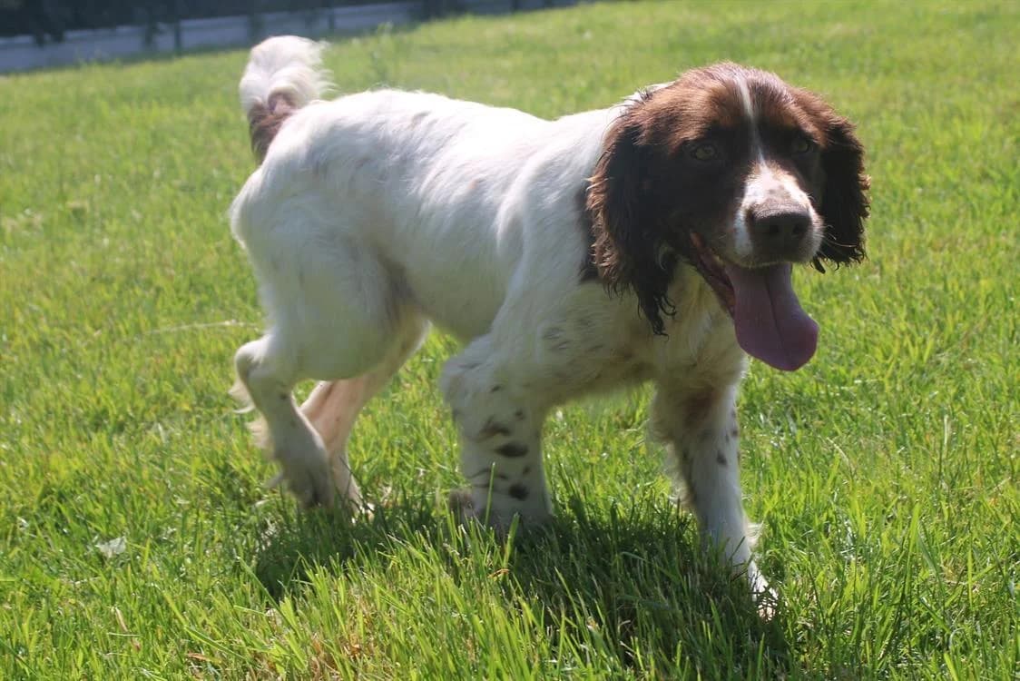 Myrtille, female 4yo Mixed Breed for adoption at SPA Cabourg, Cabourg