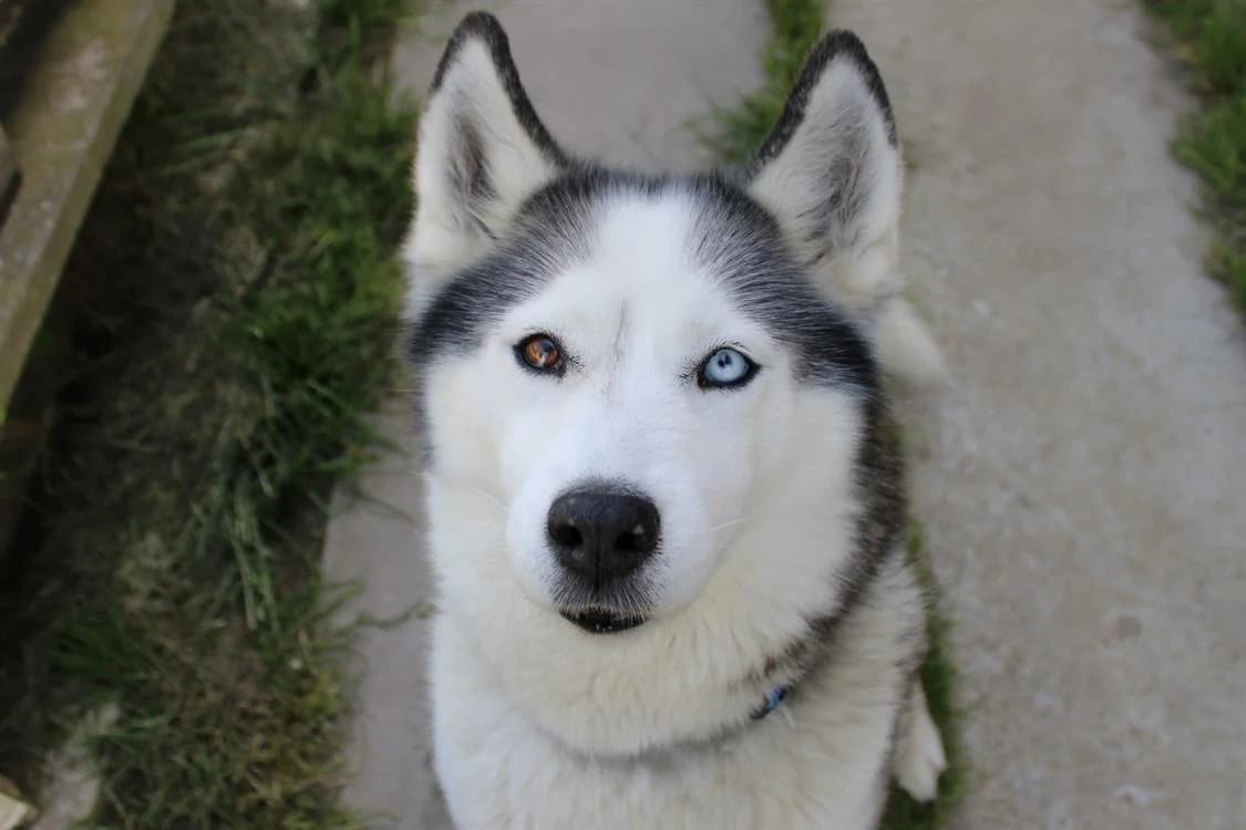 Myshka, female senior Husky for adoption at SPA Cabourg, Cabourg