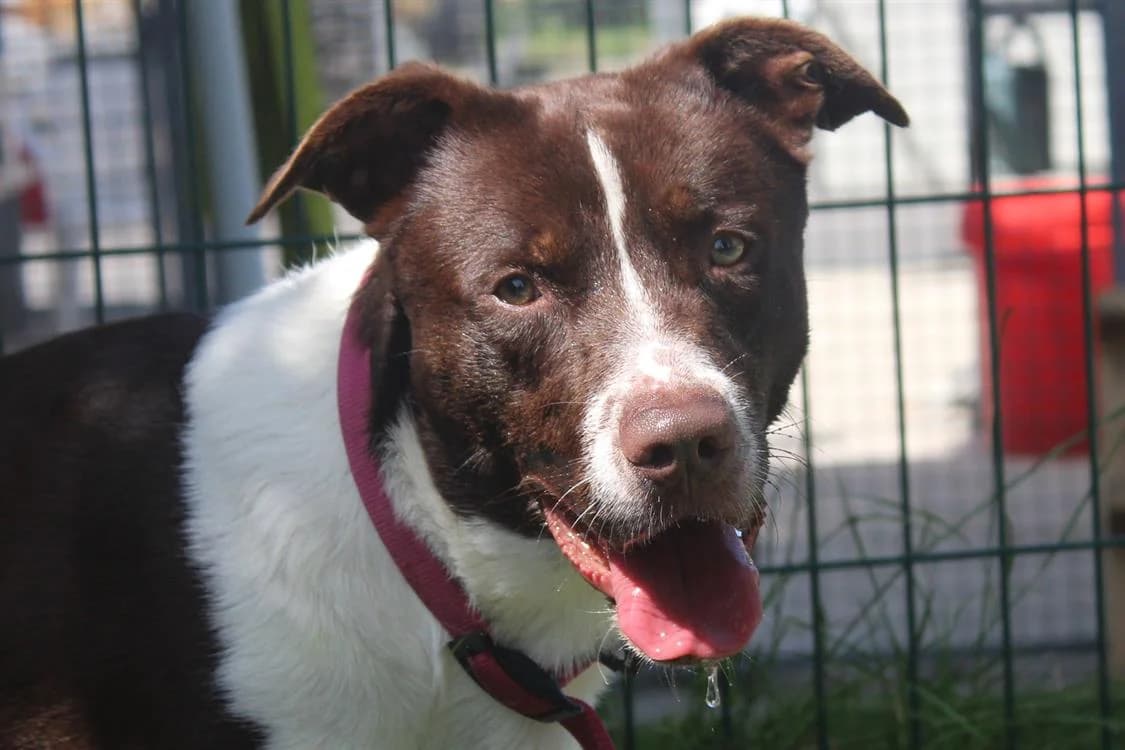 Simba, male young Australian Shepherd for adoption at SPA Cabourg, Cabourg