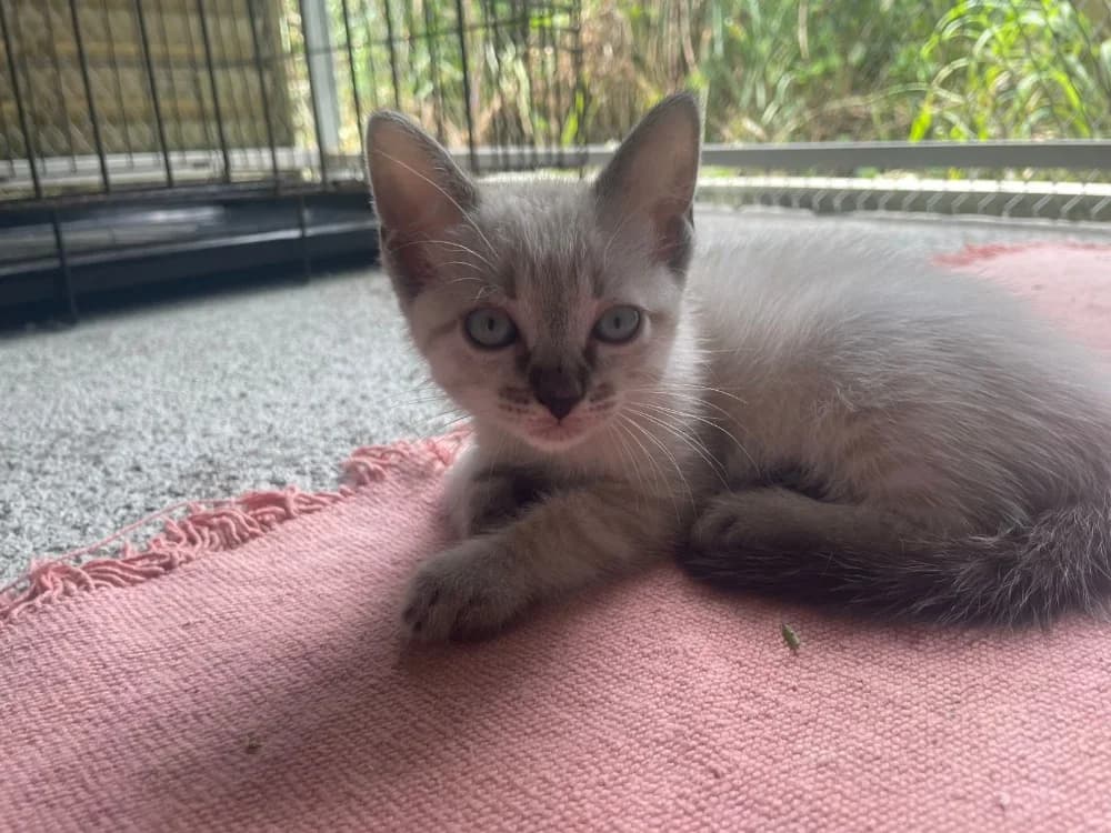 VAL, female Mixed Breed for adoption at SPA Cabourg, Cabourg