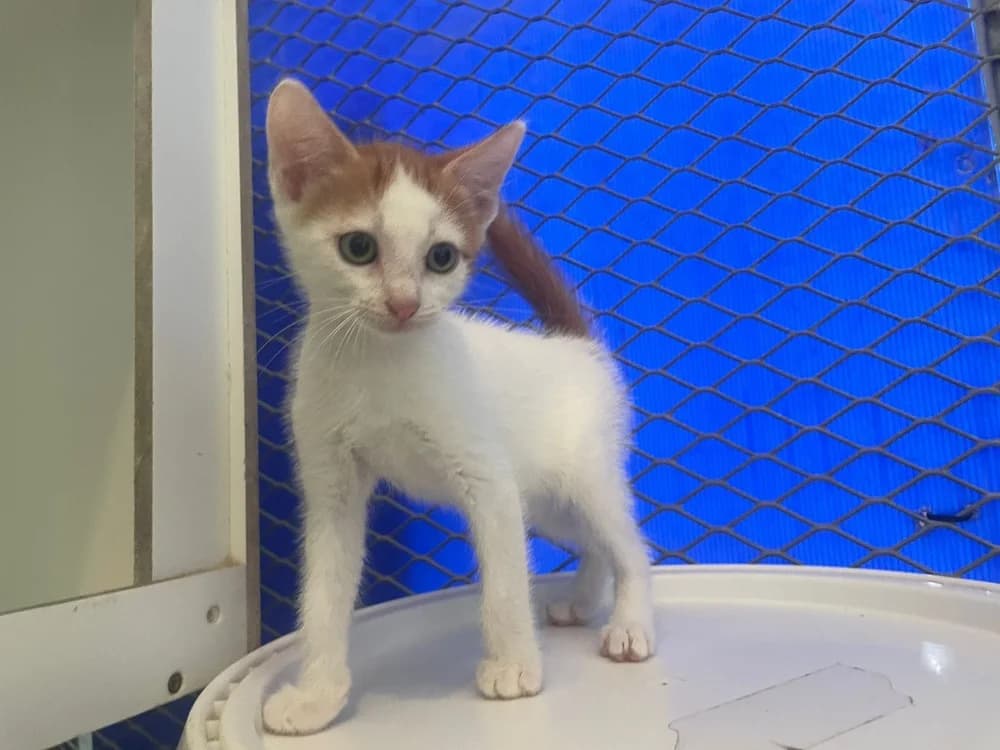 TABASCO, male Mixed Breed for adoption at SPA Cabourg, Cabourg