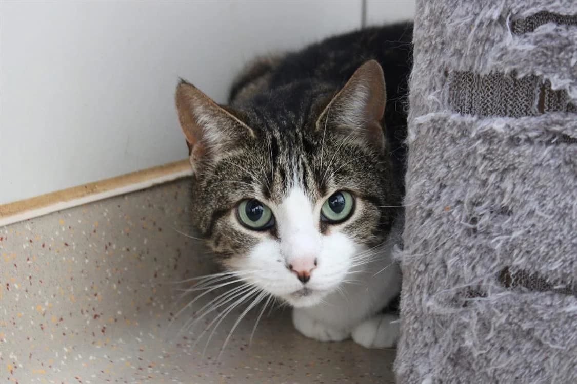 Plumpy, female 5yo Mixed Breed for adoption at SPA Cabourg, Cabourg