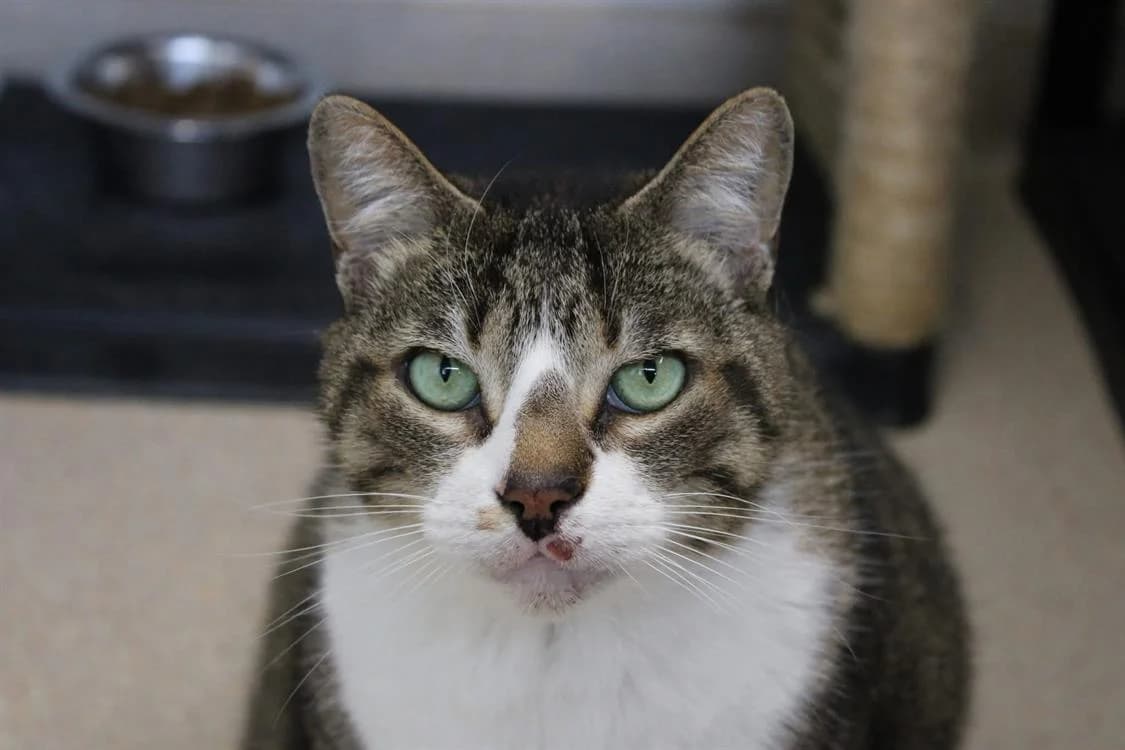 Why, male 5yo Mixed Breed for adoption at SPA Cabourg, Cabourg