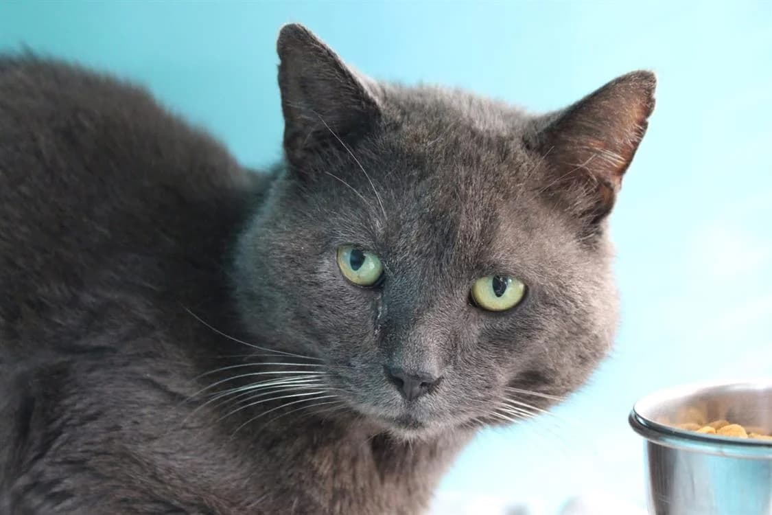 JIM, male senior Mixed Breed for adoption at SPA Cabourg, Cabourg