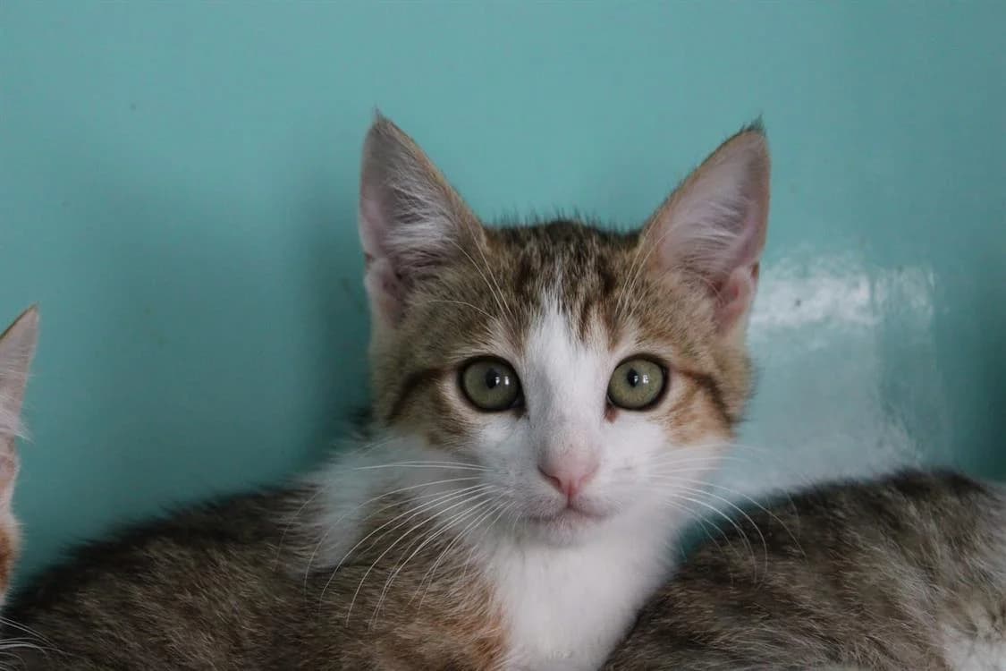SNIKERS, female Mixed Breed for adoption at SPA Cabourg, Cabourg