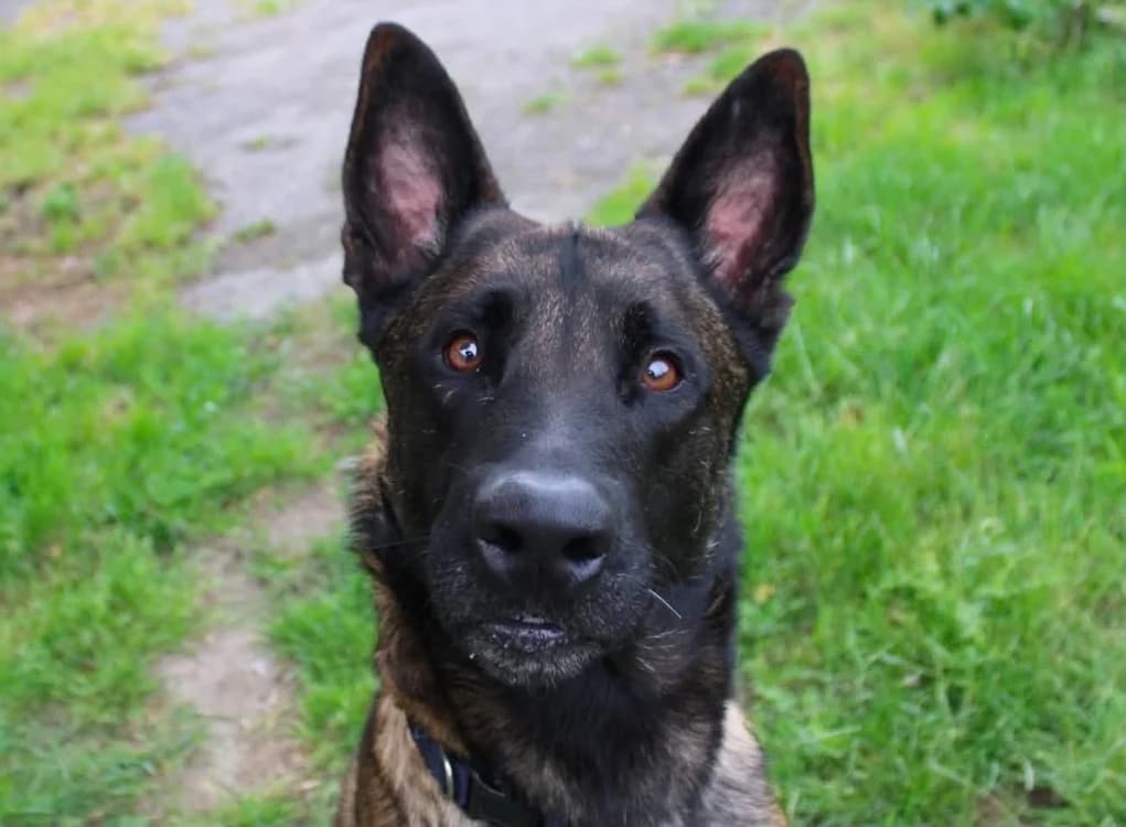Urus, male young Belgian Malinois for adoption at SPA Cabourg, Cabourg