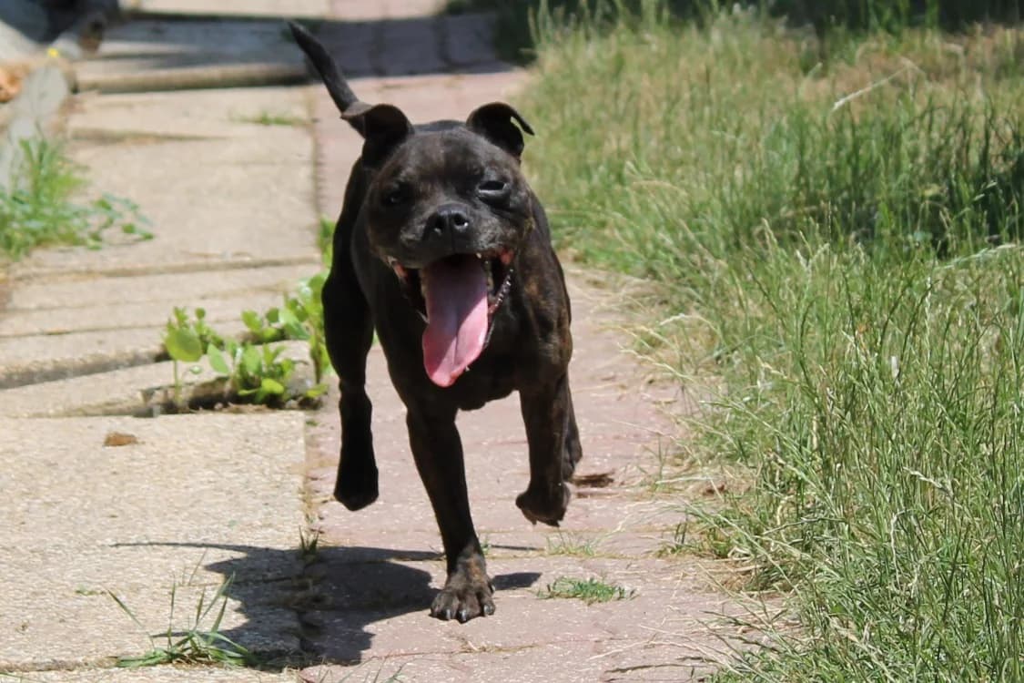 Oprat, female 7yo Staffordshire Bull Terrier for adoption at SPA Cabourg, Cabourg