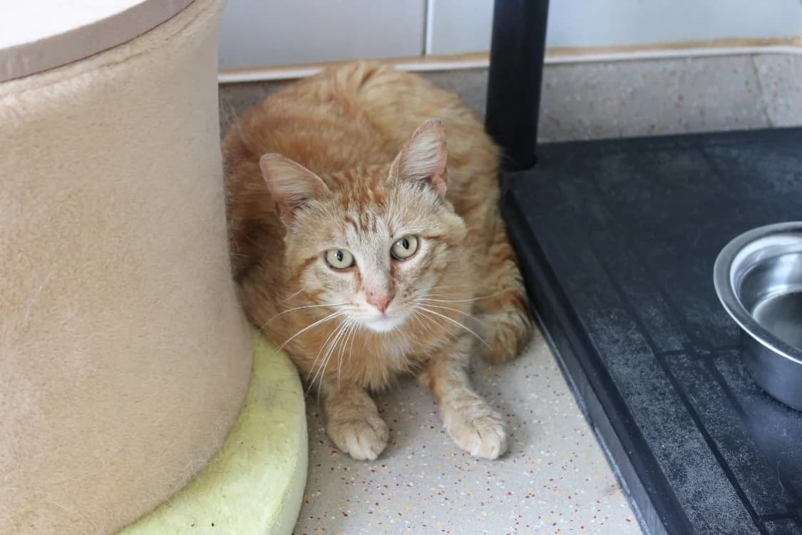 Doudou, male 5yo mixed breed for adoption at SPA Cabourg, Cabourg