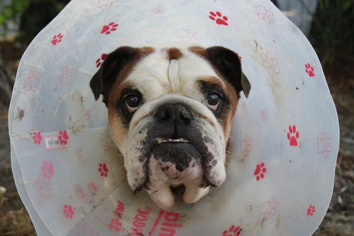 ouldog, male senior French Bulldog for adoption at SPA Cabourg, Cabourg