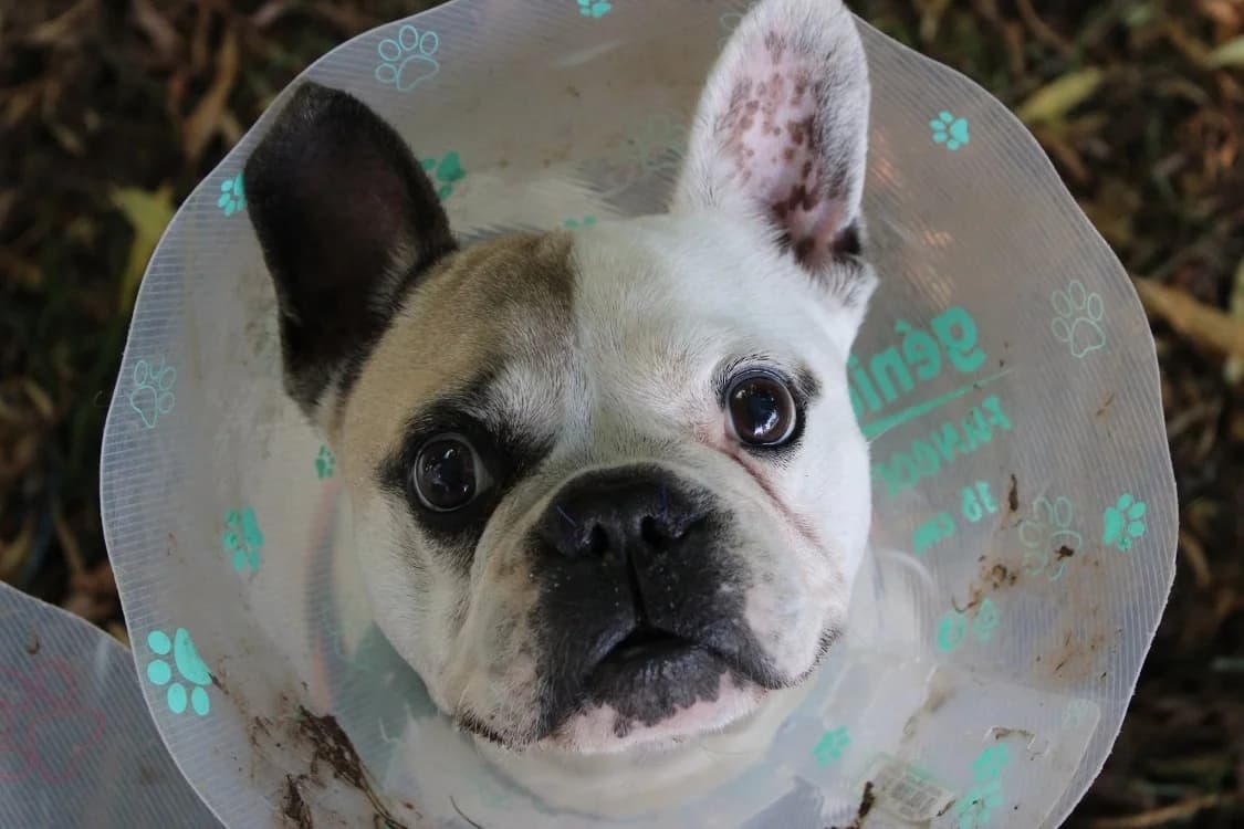malione, female senior French Bulldog for adoption at SPA Cabourg, Cabourg