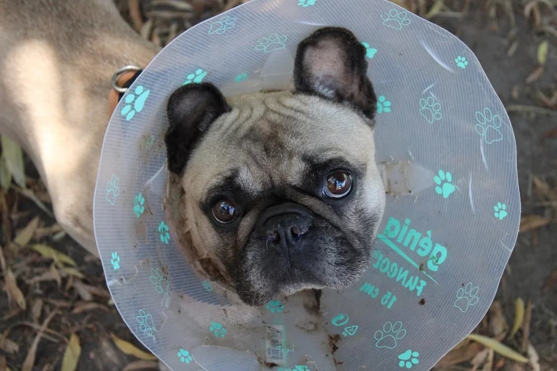 treizor, female 4yo French Bulldog for adoption at SPA Cabourg, Cabourg