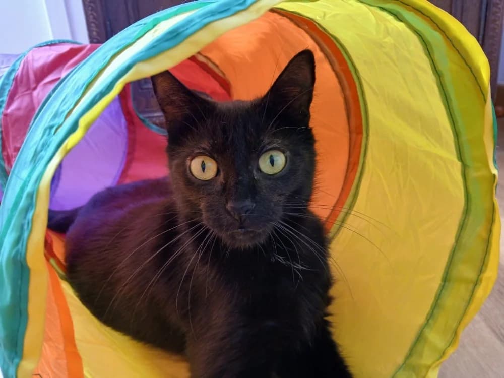 Zooma, female young Mixed Breed for adoption at SPA Cabourg, Cabourg
