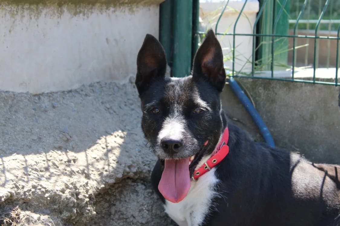Naya, female 7yo German Shepherd for adoption at SPA Cabourg, Cabourg